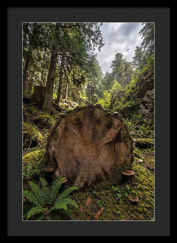 Natures Inner Patterns
