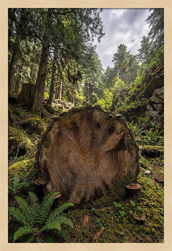 Natures Inner Patterns