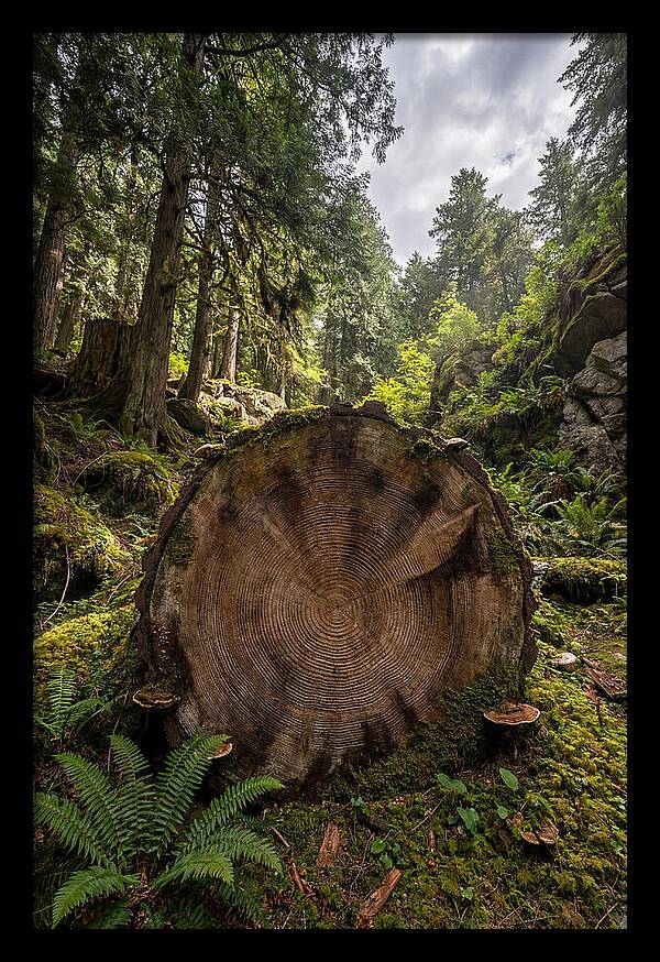 Natures Inner Patterns