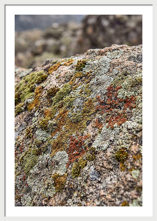Natures Textured Canvas