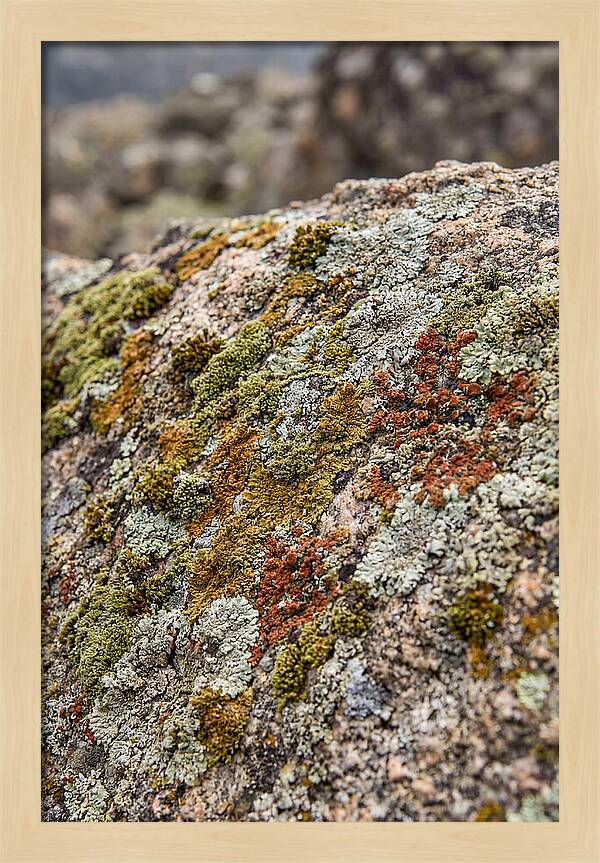 Natures Textured Canvas