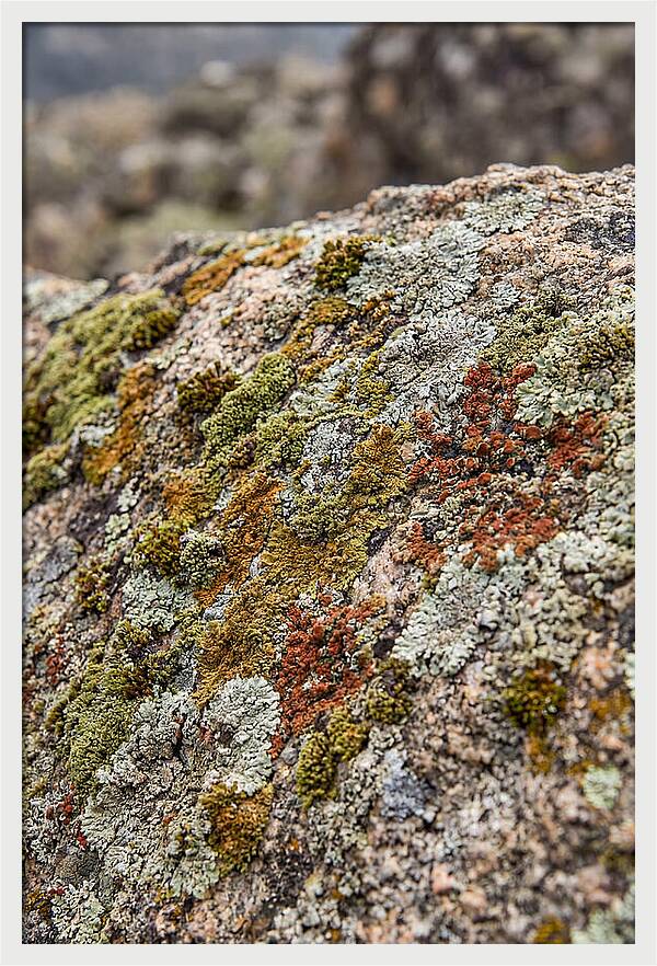 Natures Textured Canvas