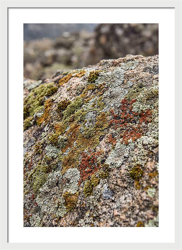 Natures Textured Canvas