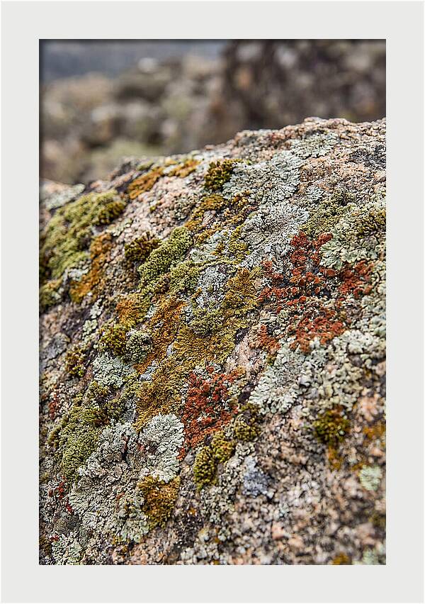Natures Textured Canvas