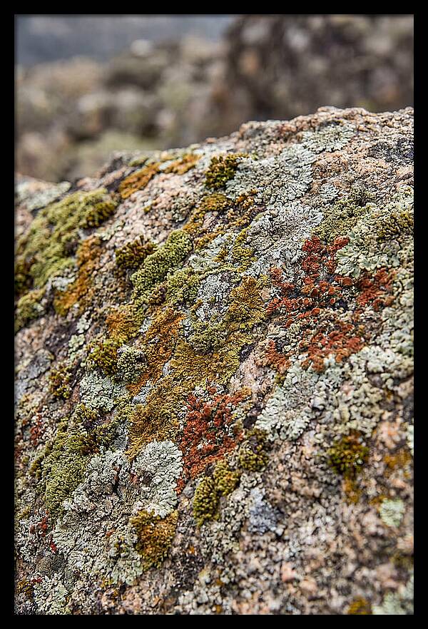 Natures Textured Canvas