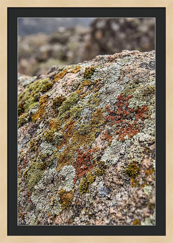 Natures Textured Canvas