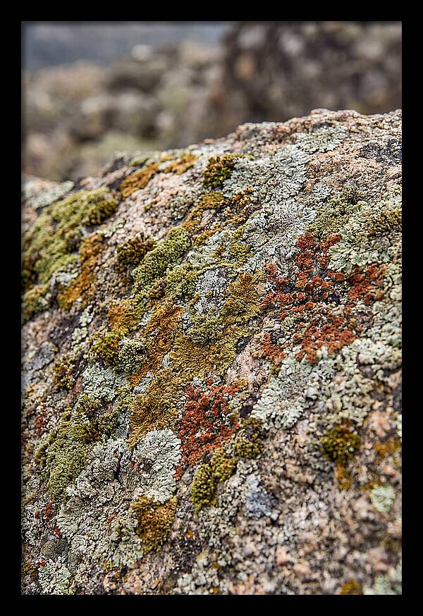 Natures Textured Canvas
