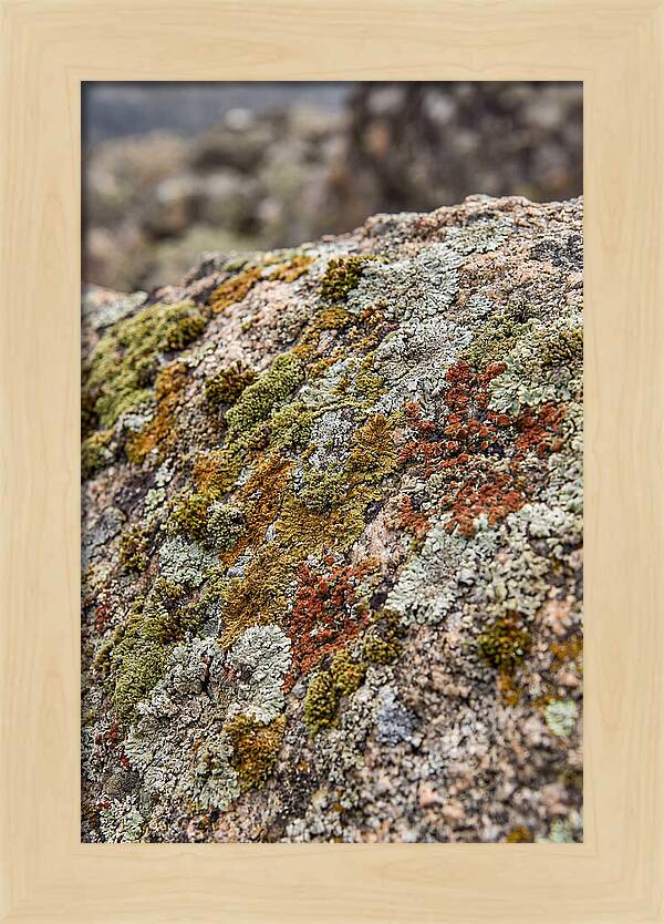 Natures Textured Canvas