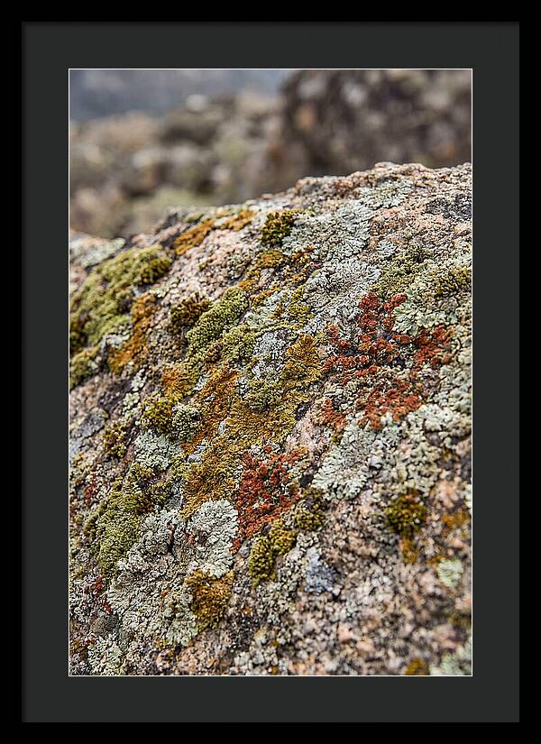 Natures Textured Canvas