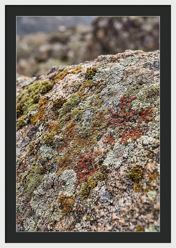 Natures Textured Canvas