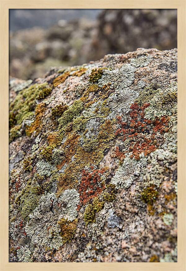 Natures Textured Canvas