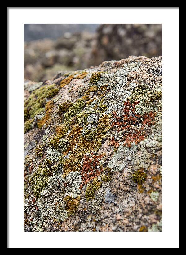 Natures Textured Canvas