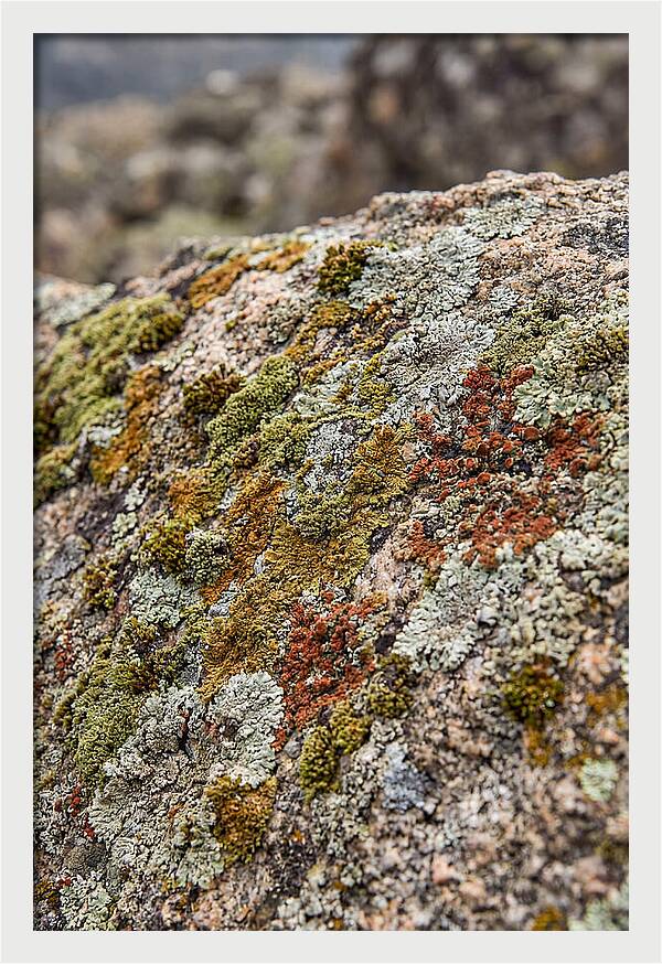 Natures Textured Canvas