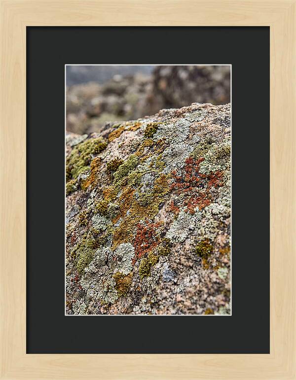 Natures Textured Canvas