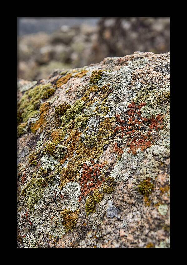 Natures Textured Canvas