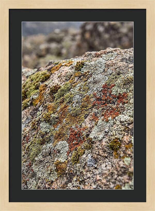 Natures Textured Canvas