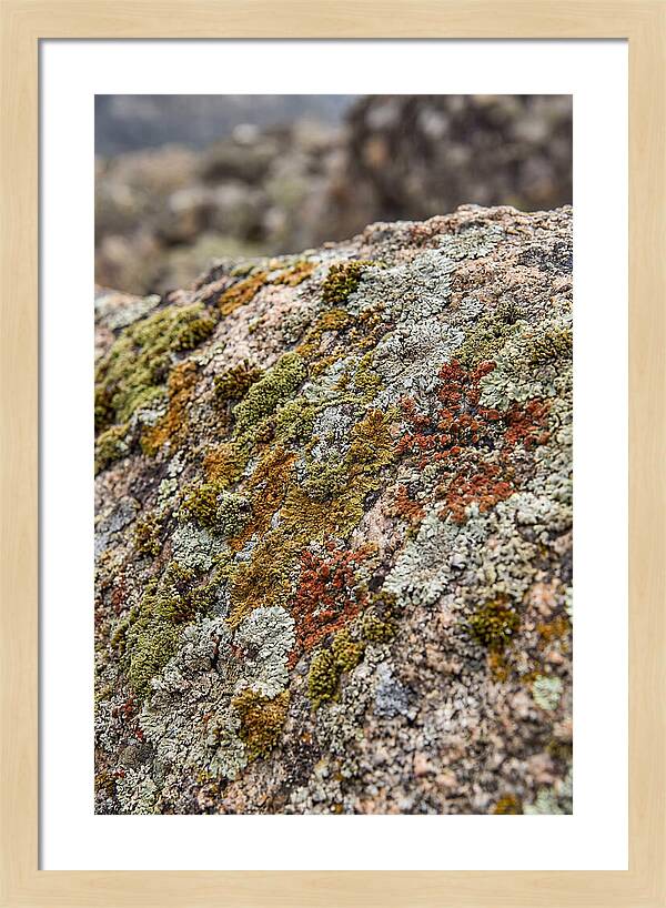 Natures Textured Canvas