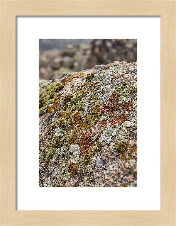 Natures Textured Canvas