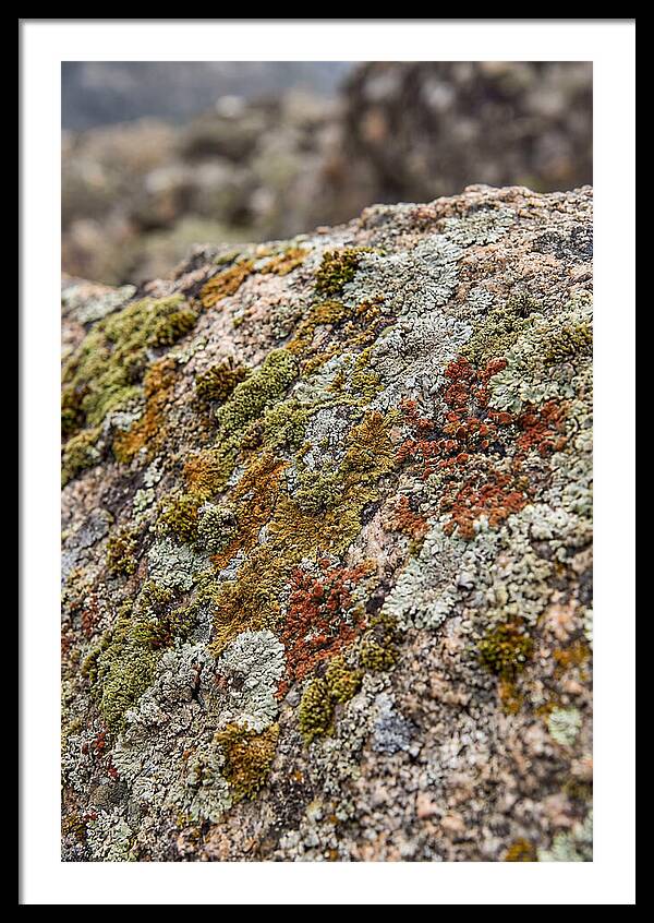 Natures Textured Canvas