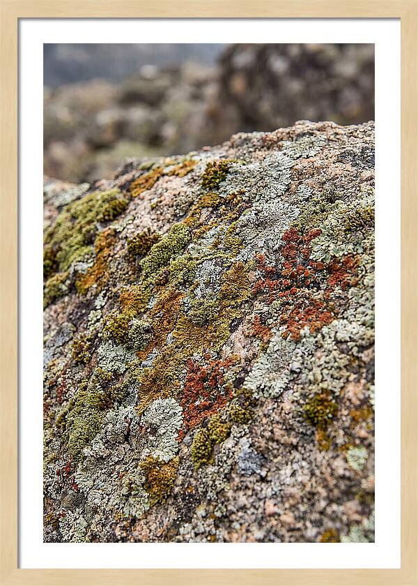 Natures Textured Canvas