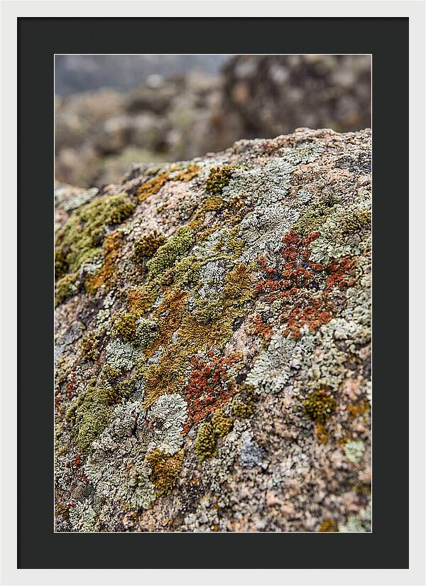 Natures Textured Canvas