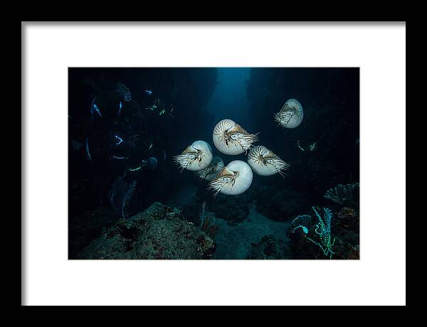Nautilus In Deep Waters