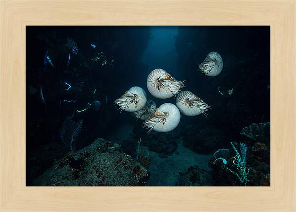 Nautilus In Deep Waters