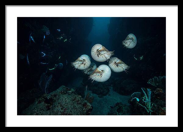 Nautilus In Deep Waters