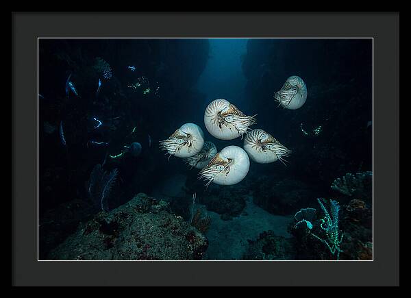 Nautilus In Deep Waters