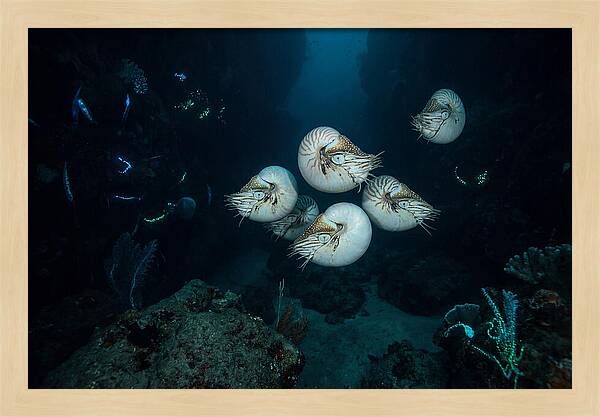 Nautilus In Deep Waters