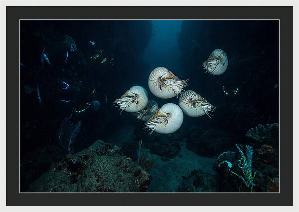 Nautilus In Deep Waters