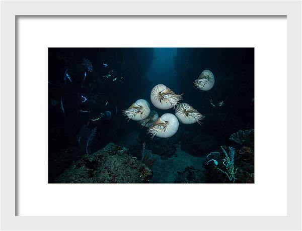 Nautilus In Deep Waters