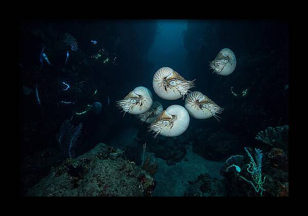 Nautilus In Deep Waters