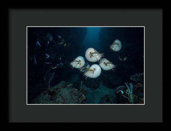 Nautilus In Deep Waters