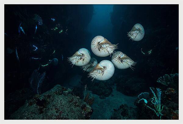 Nautilus In Deep Waters