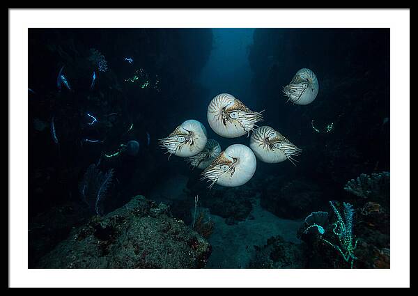 Nautilus In Deep Waters