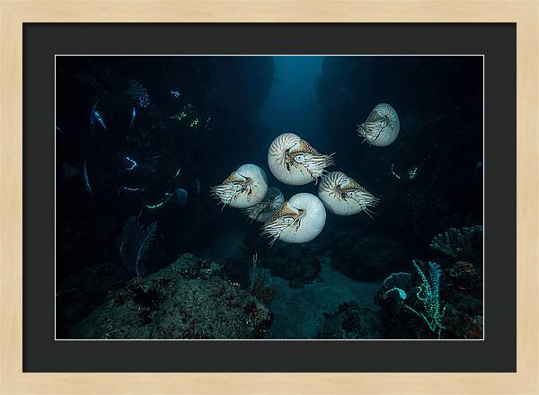 Nautilus In Deep Waters
