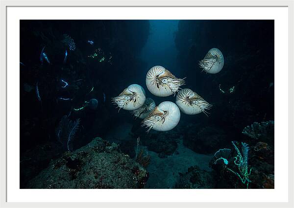 Nautilus In Deep Waters