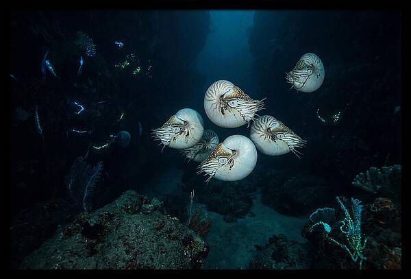 Nautilus In Deep Waters
