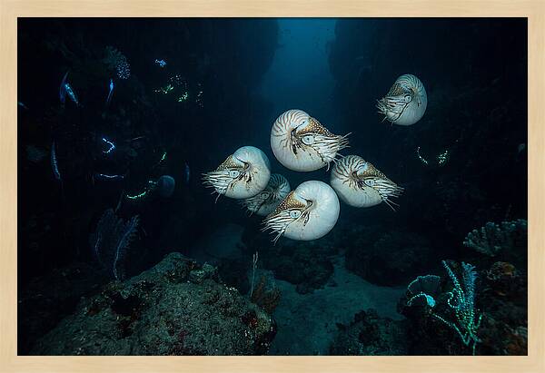 Nautilus In Deep Waters