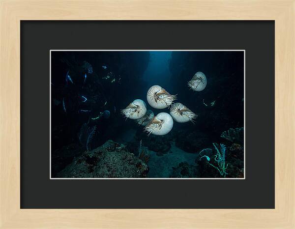 Nautilus In Deep Waters