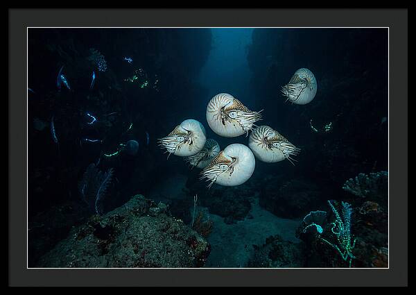 Nautilus In Deep Waters