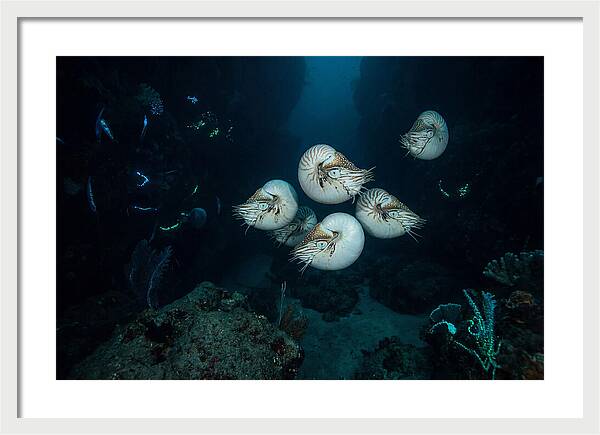 Nautilus In Deep Waters