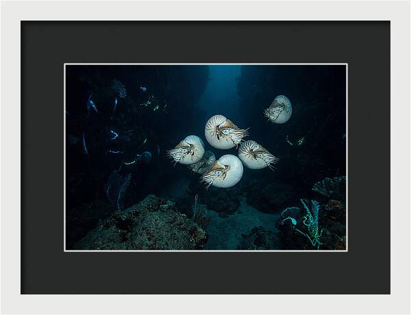 Nautilus In Deep Waters
