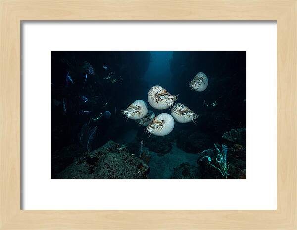 Nautilus In Deep Waters
