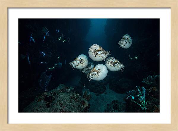 Nautilus In Deep Waters
