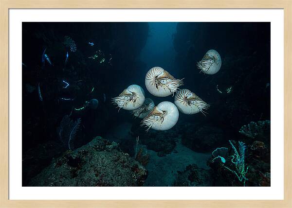 Nautilus In Deep Waters