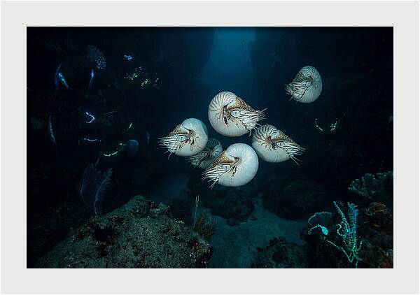 Nautilus In Deep Waters