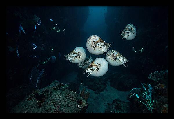 Nautilus In Deep Waters