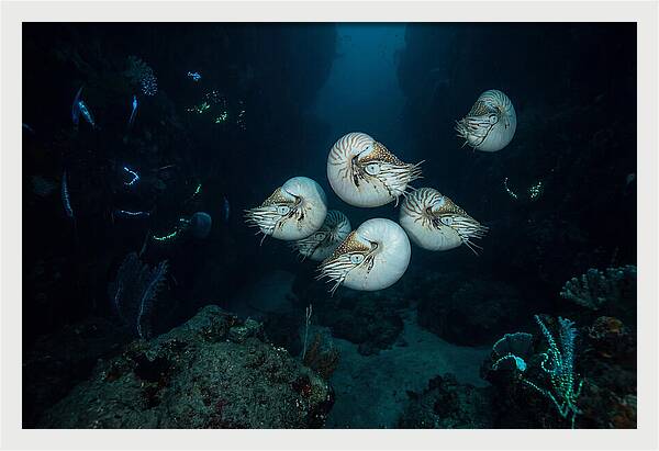 Nautilus In Deep Waters